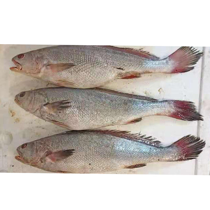 鮮活水產品市場動態(tài)與乳山熟食麻辣海鮮罐頭價格行情解析